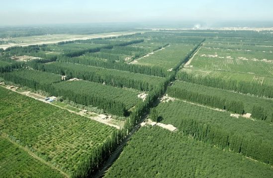 新疆阿克蘇林果生產(chǎn)基地（來源：中國綠色時報）.webp